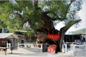 同安洪塘鎮(zhèn)郭山村[公婆樟] - 樹(shù)神 (1)_同安洪塘鎮(zhèn)郭山村公婆樟-樹(shù)神