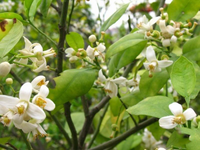 美格農(nóng)藝農(nóng)家樂 (6)_美格農(nóng)藝農(nóng)家樂