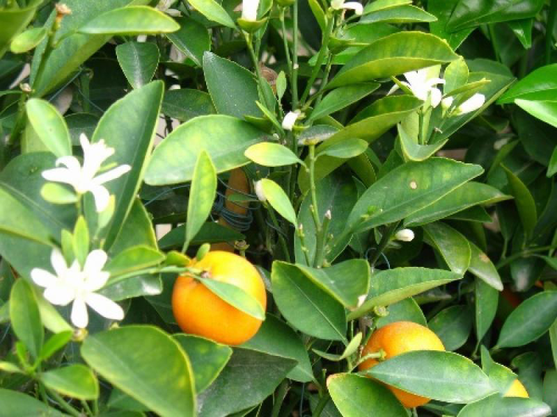 美格農(nóng)藝農(nóng)家樂 (5)_美格農(nóng)藝農(nóng)家樂