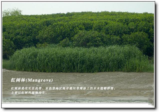 龍海龍海紅樹林自然保護區(qū) (5)_龍海紅樹林自然保護區(qū)