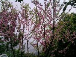 倉(cāng)山高蓋山公園 (3)_倉(cāng)山高蓋山公園