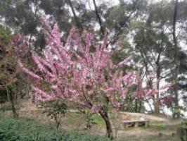 倉(cāng)山高蓋山公園 (5)_倉(cāng)山高蓋山公園
